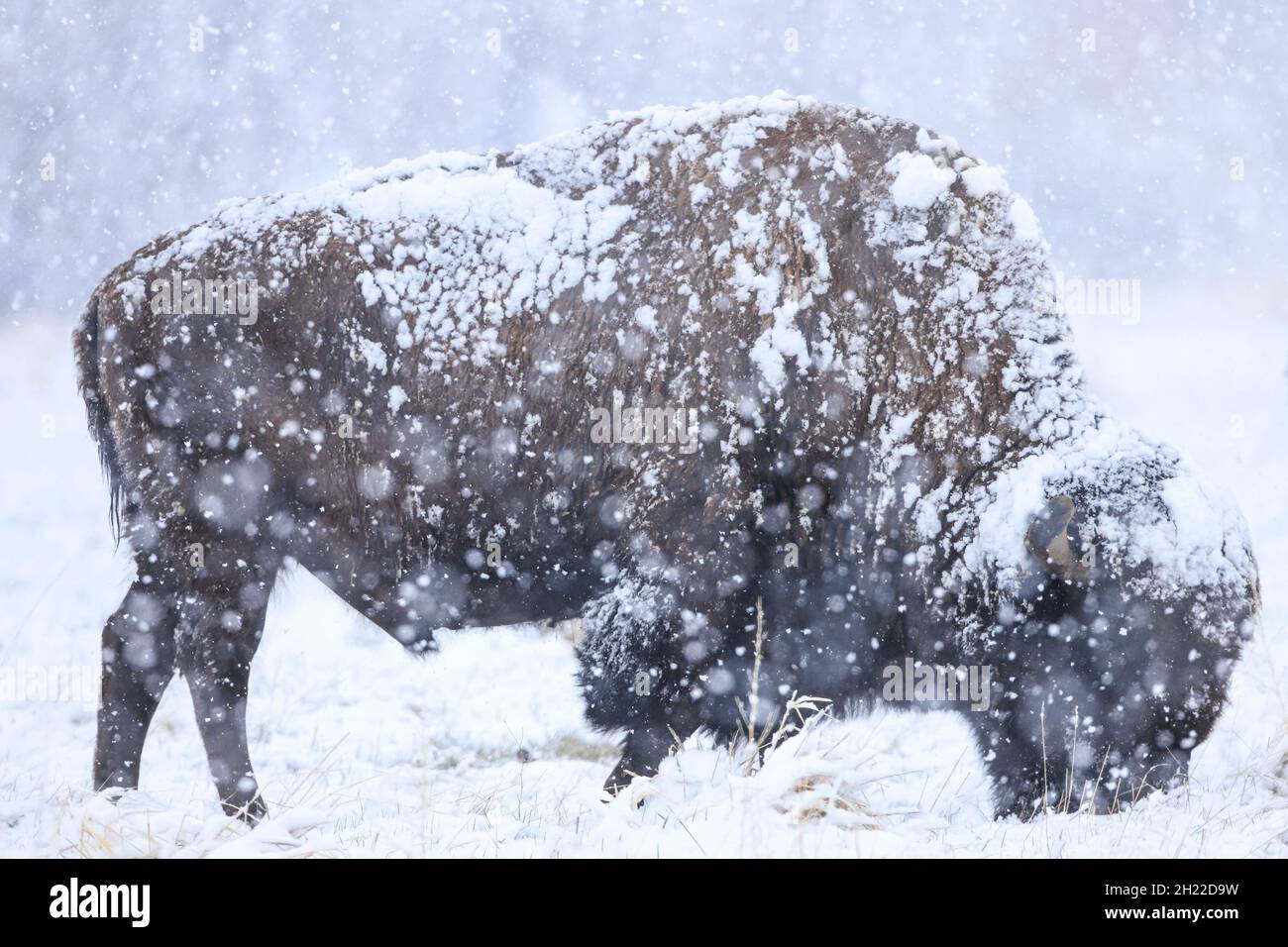 American Bull Bison grazing for grass covered in snow Stock Photo