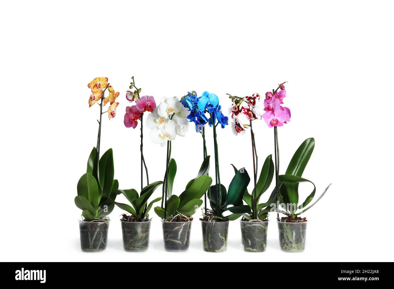 Beautiful tropical orchid flowers in pots on white background Stock ...