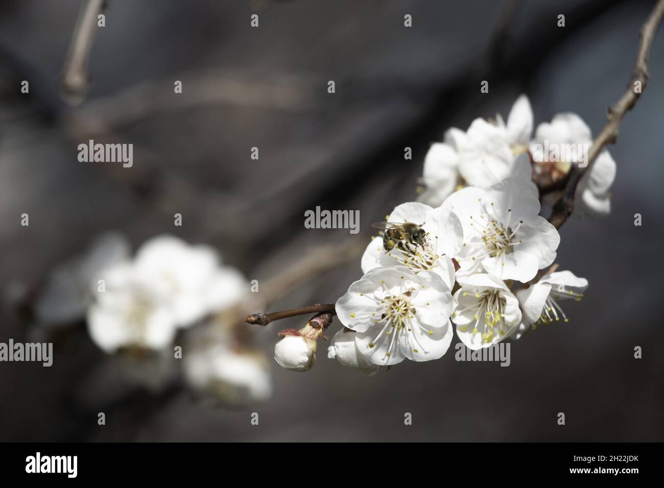 Macro shot of a bee collecting pollen on white cherry blossoms against ...