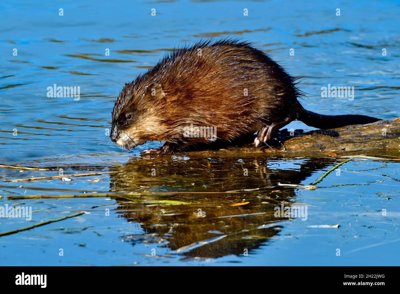 A side view of a wild Muskrat " Ondatra zibethicus" walking on a sunken tree in a beaver pond in rural Alberta Canada Stock Photo