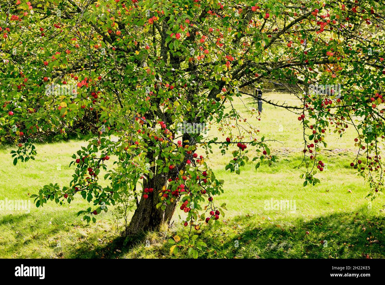 Wild apple tree hires stock photography and images Alamy