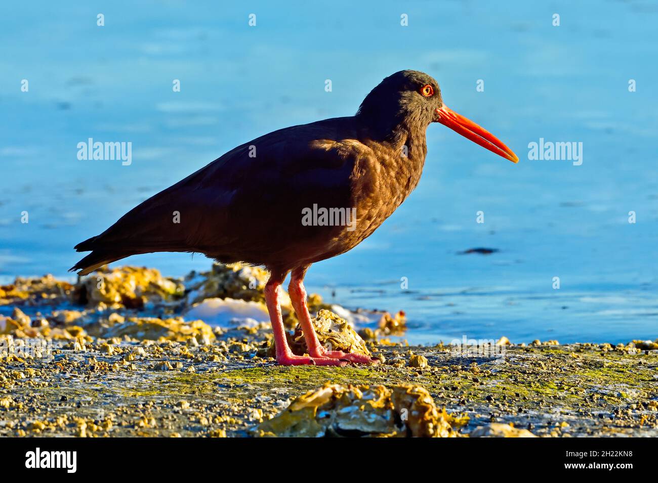 A Black Oystercatcher shorebird (Haematopus bachmani)  in the early morning light foraging along the shore of Vancouver Island British Columbia Canada Stock Photo