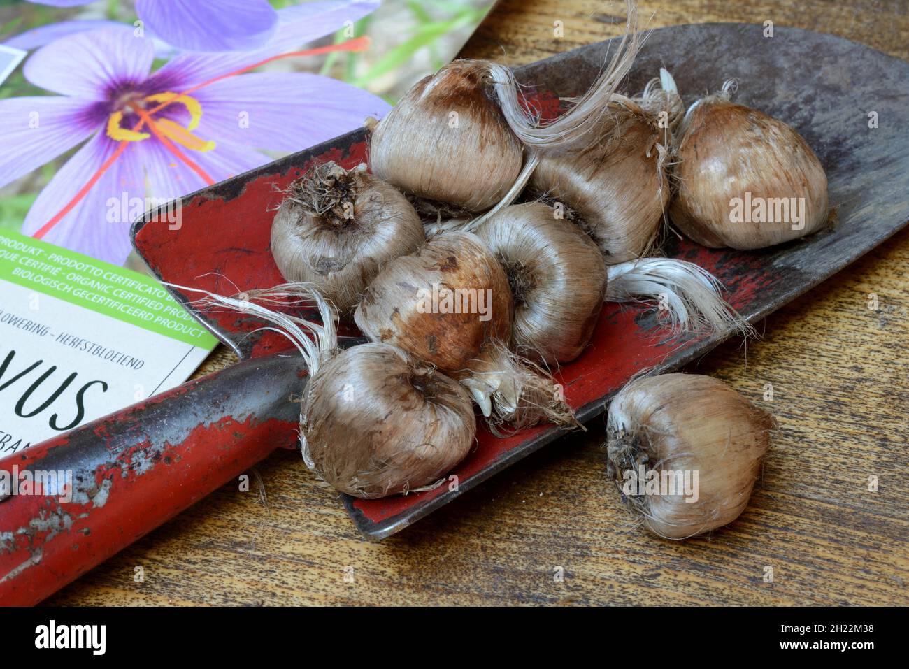 Crocus tubers on planter, saffron crocus (Crocus sativus Stock Photo