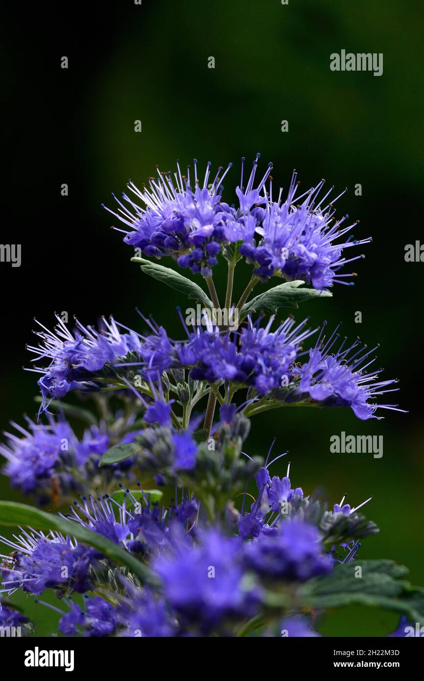 Flowering beard flower, variety 'Grand Blue', Caryopteris clandonensis Stock Photo