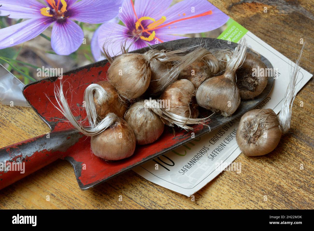Crocus tubers on planter, saffron crocus (Crocus sativus Stock Photo ...