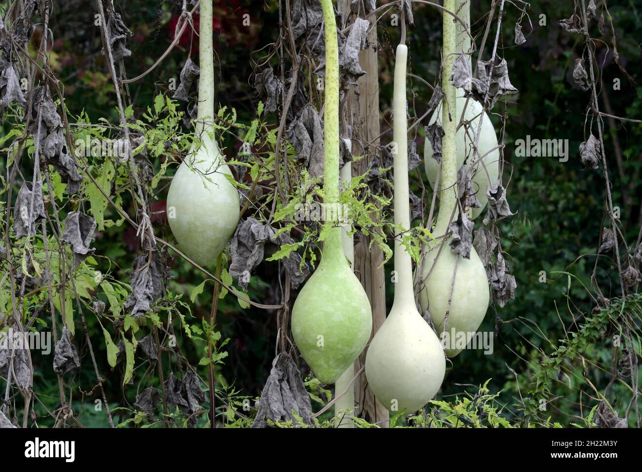 Fruits of the bottle gourd, variety 'Schalmeienklang, Switzerland Stock