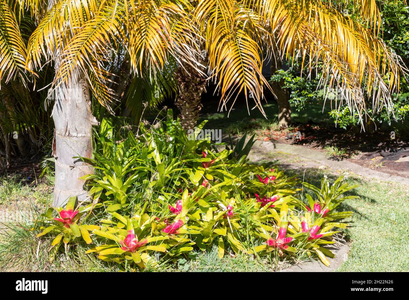Sydney suburban garden with bromeliad plants growing beneath palm tree,Sydney,Australia Stock Photo