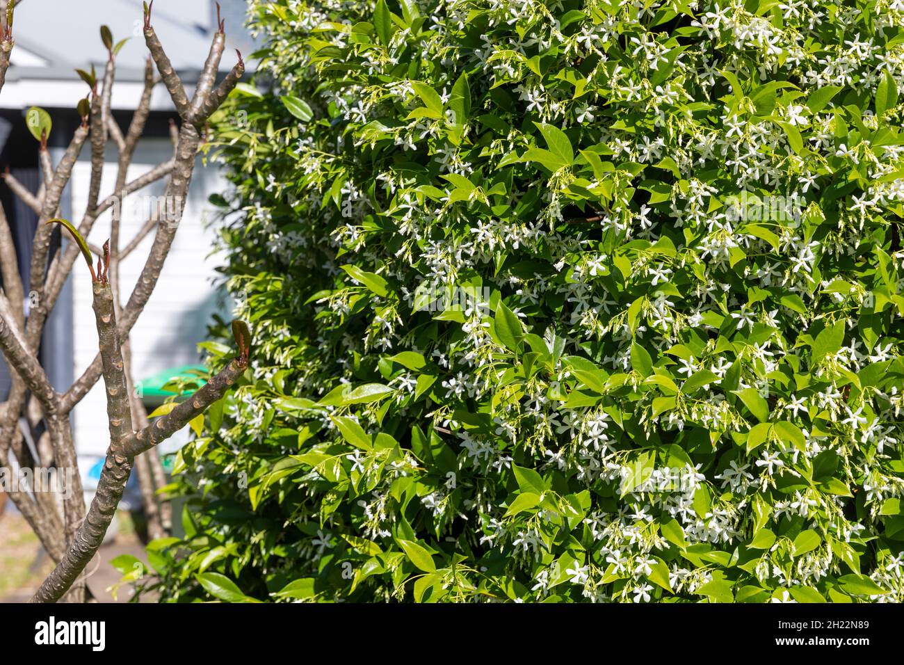 Sydney garden in Spring, frangipani tree with buds and Chinese star jasmine with white flowers, Sydney northern beaches,NSW,Australia Stock Photo