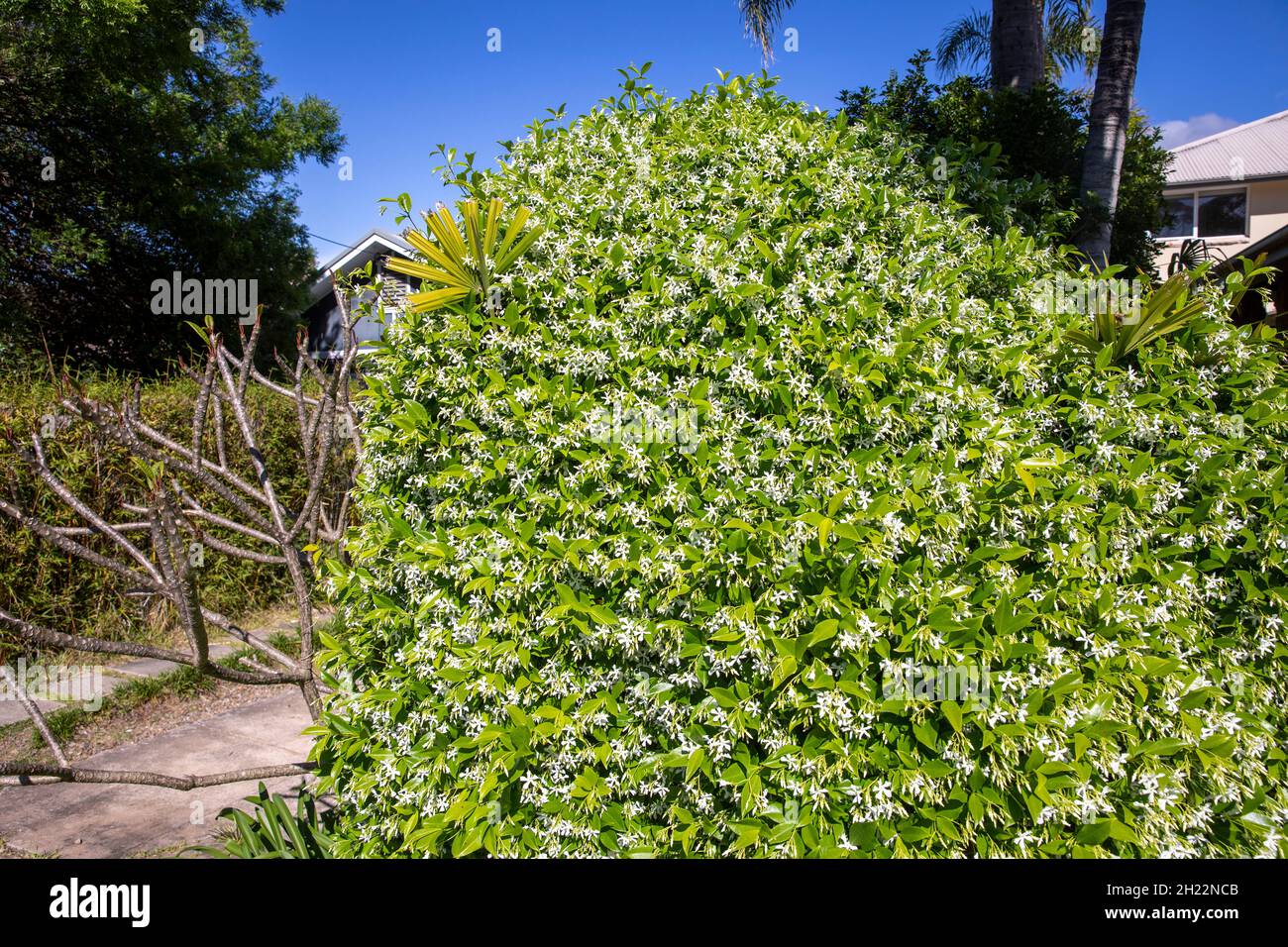 Sydney garden in Spring, frangipani tree with buds and Chinese star jasmine with white flowers, Sydney northern beaches,NSW,Australia Stock Photo
