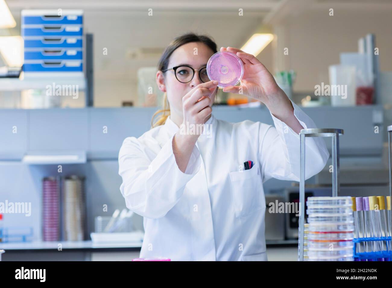 Lab Prep Assistant Young laboratory assistant with sample on petridish works in a ...