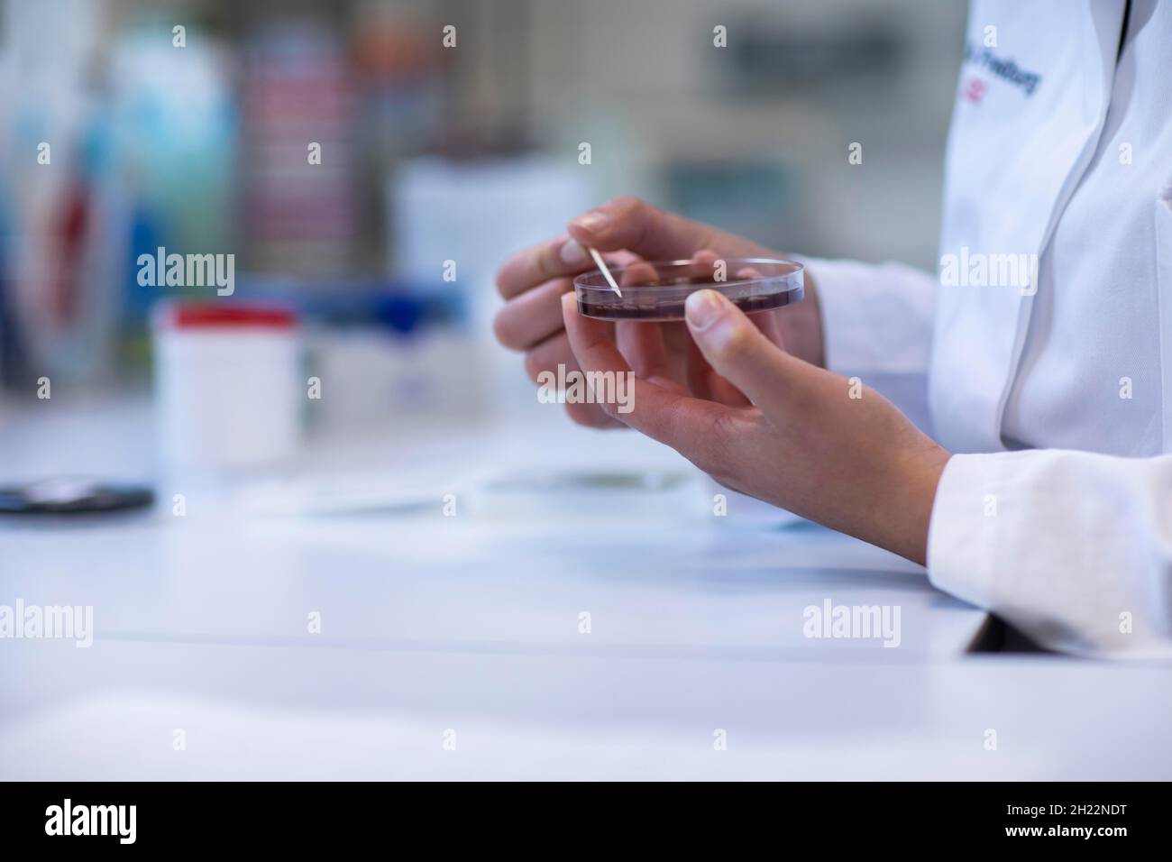 Hand of a lab technician with wooden stick and sample in petri dish