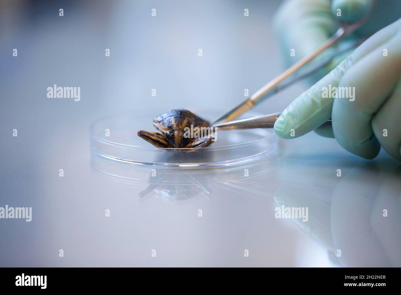 Bugs with petri dish and tweezers in a laboratory with hand and laboratory glove being prepared, food control, Freiburg, Baden-Wuerttemberg, Germany Stock Photo