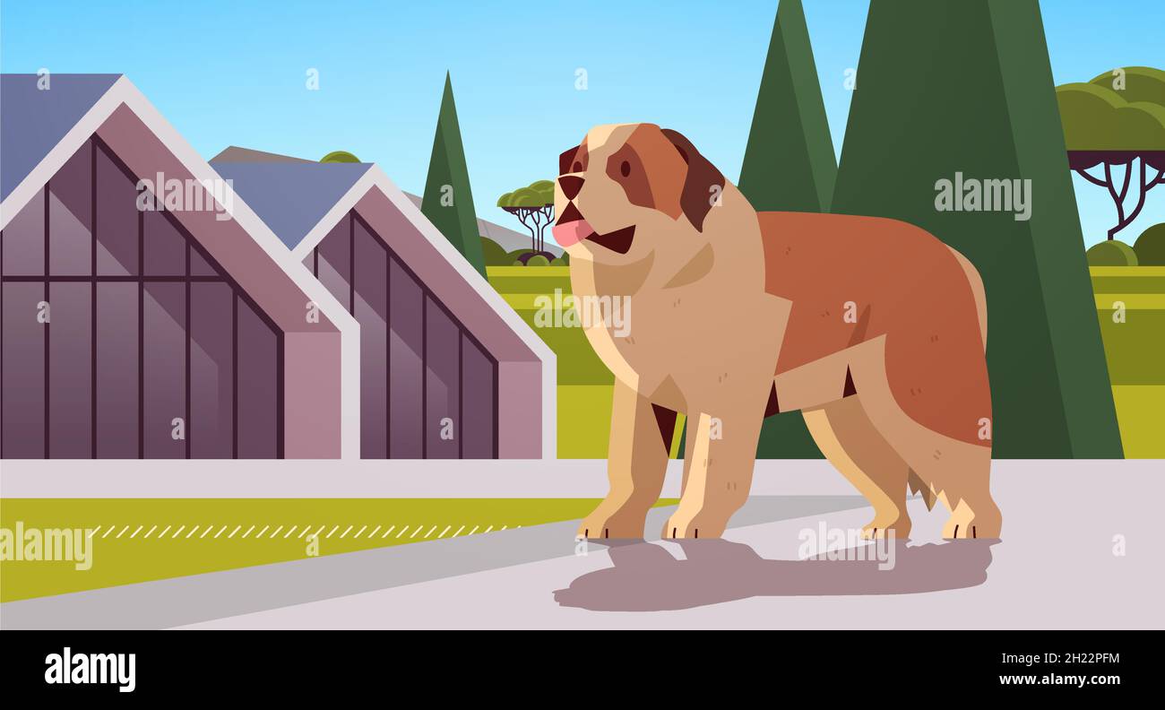 Short-haired saint bernard dog walking outdoor furry friend domestic ...