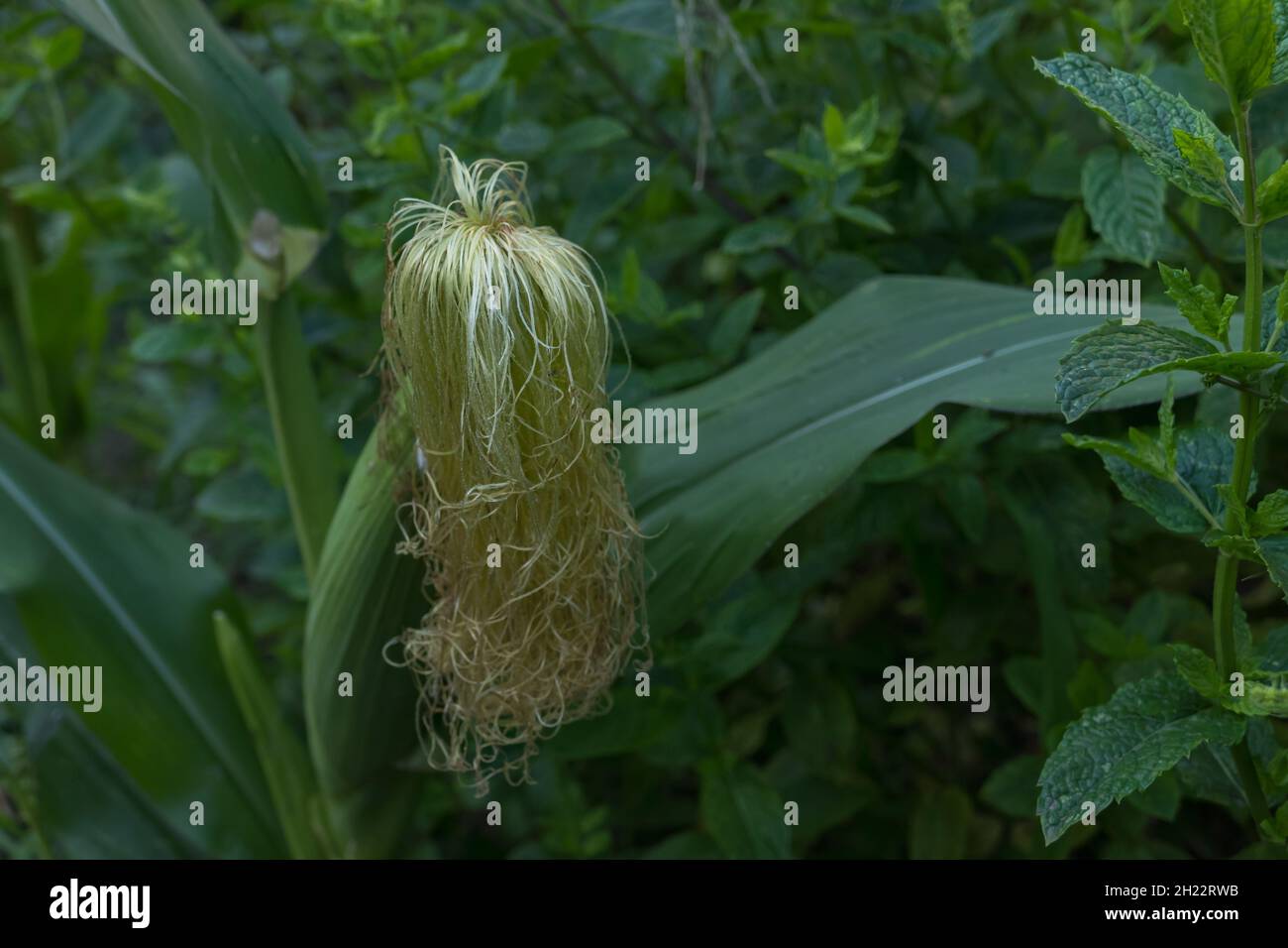 corn cob with silk growing on the plant outdoors in summer Stock Photo