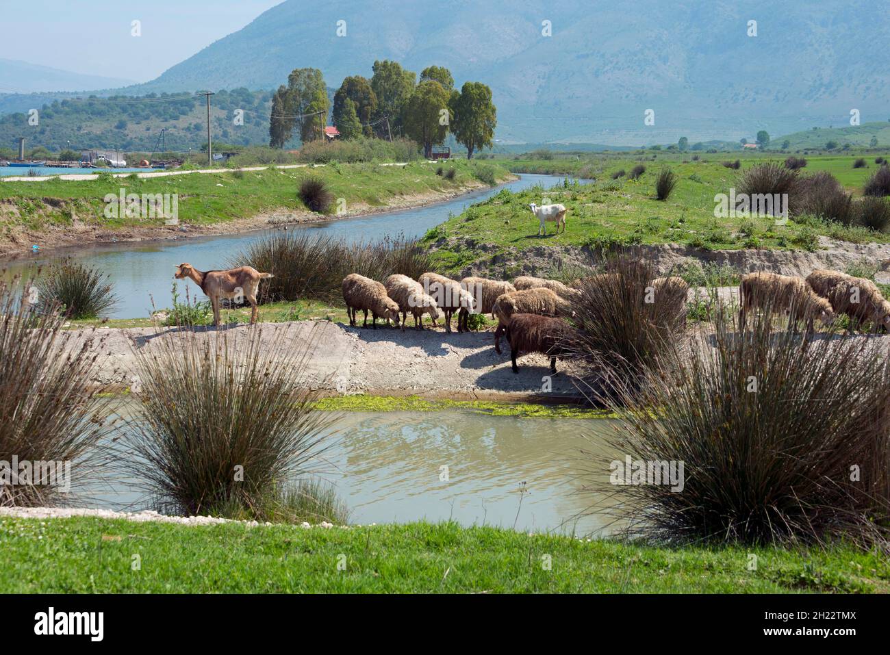 Domestic sheep near Butrint, Vivar Canal, Albania Stock Photo