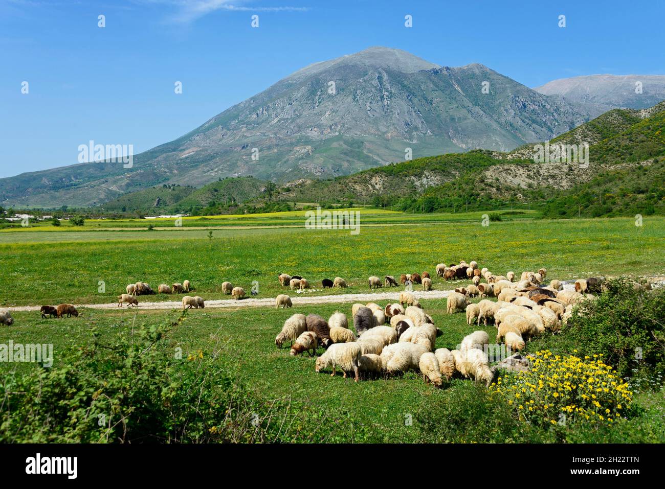 Sheep and landscape near Tepelena, SH75, domestic sheep, domestic animals, ungulates, farm animals (cloven-hoofed animals), mammals, animals, Albania Stock Photo