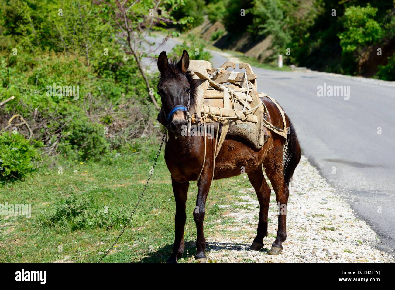 Mule with pack saddle, Southern Albania, Albania Stock Photo