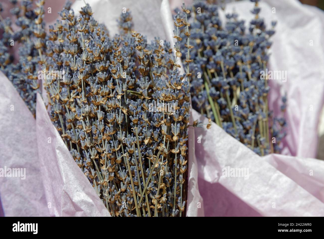 Dried lavender (Lavandula angustifolia), Menerbes, Provence, France