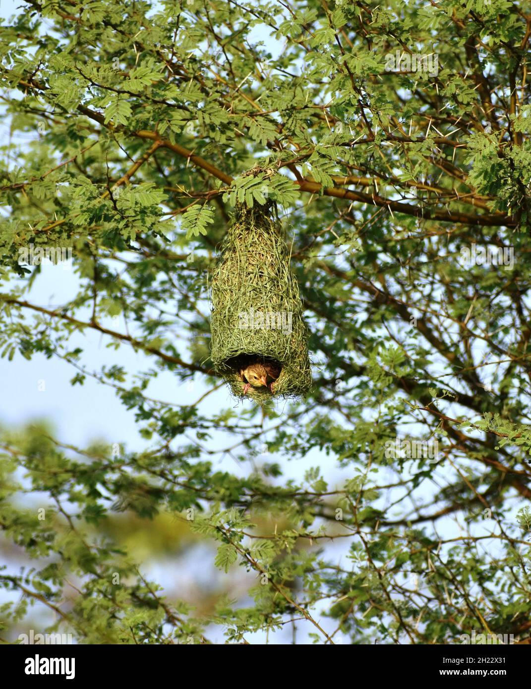 Image of the Holub's golden weaver inside its nest hanging on babool ...