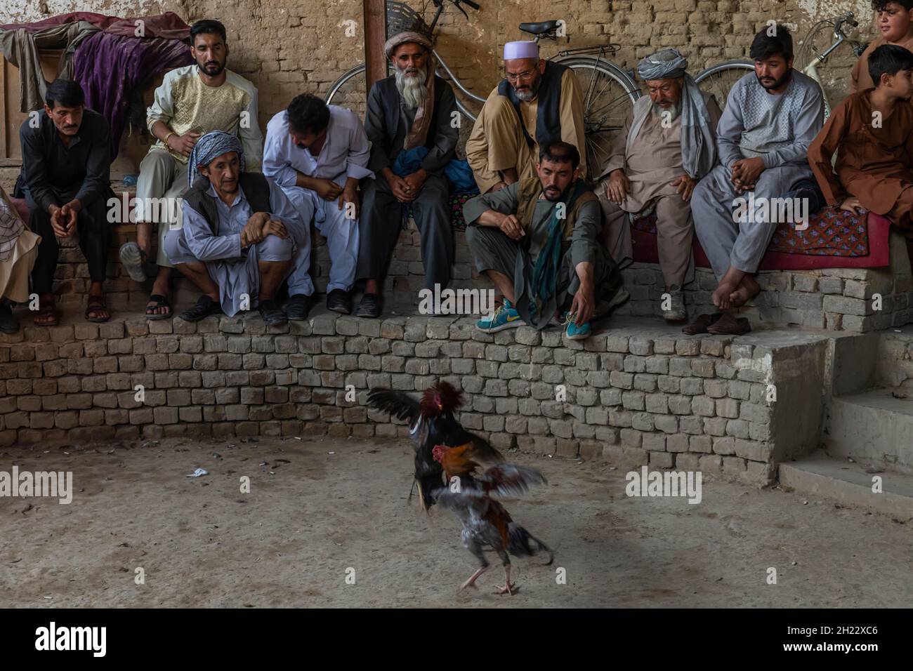 Traditional cockfight in Mazar-E-Sharif, Afghanistan Stock Photo