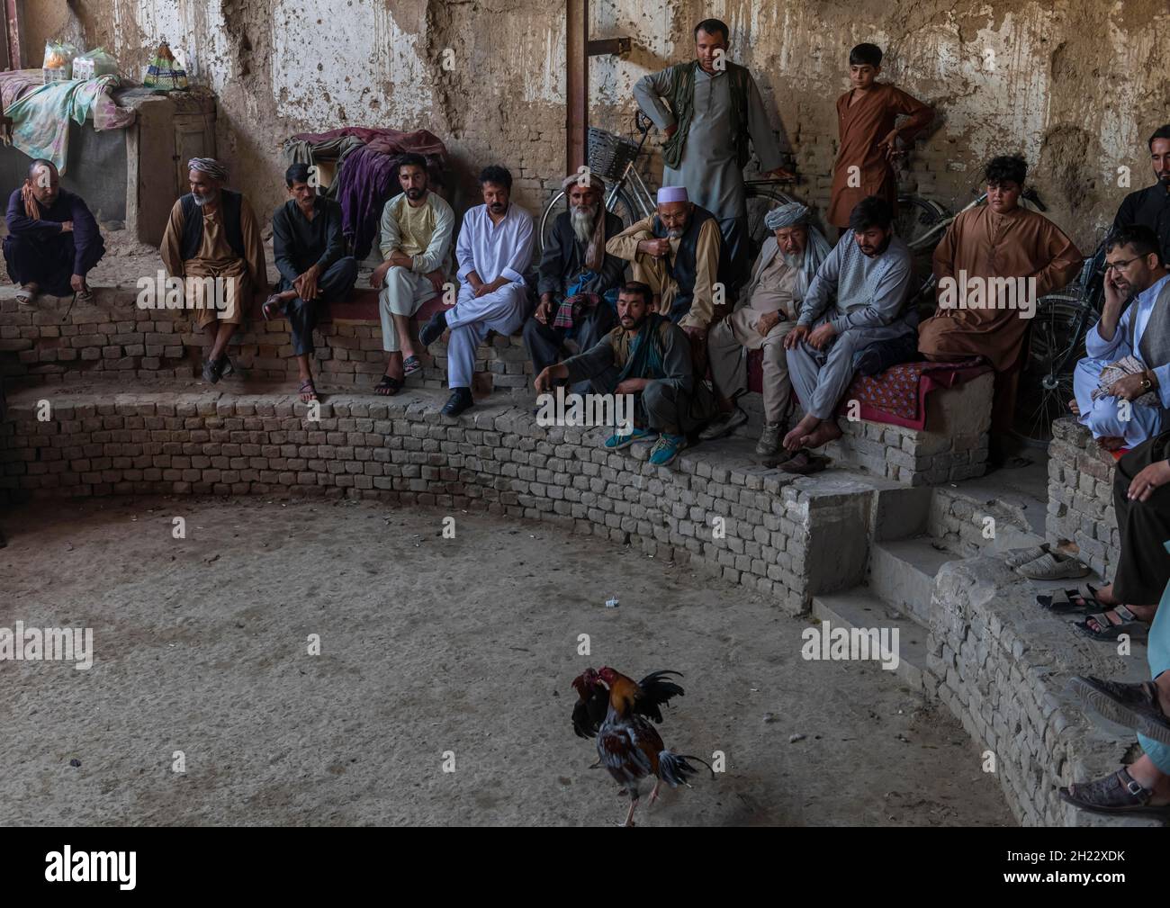 Traditional cockfight in Mazar-E-Sharif, Afghanistan Stock Photo