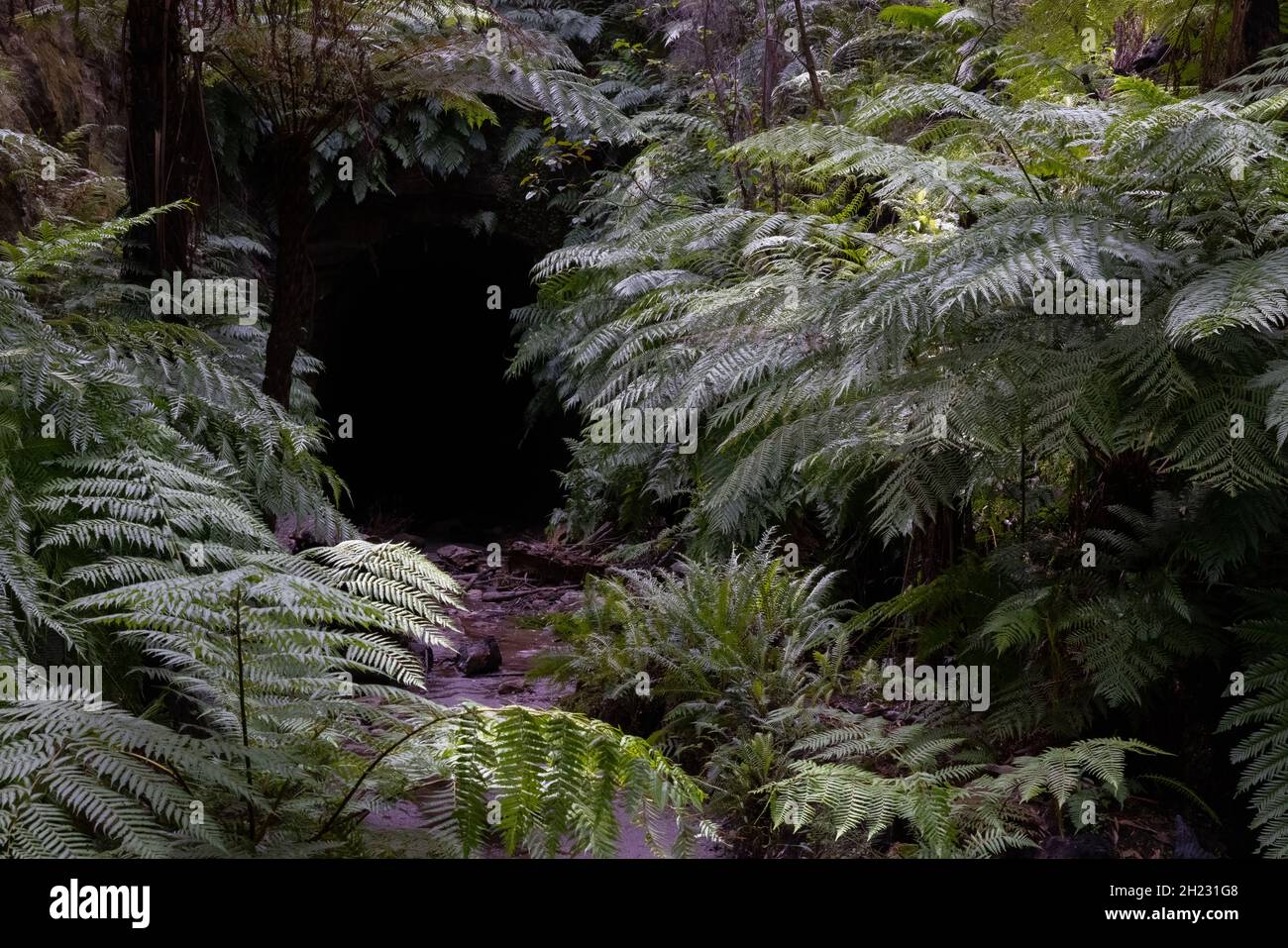 glow worm tunnel entrance near lithgow Stock Photo