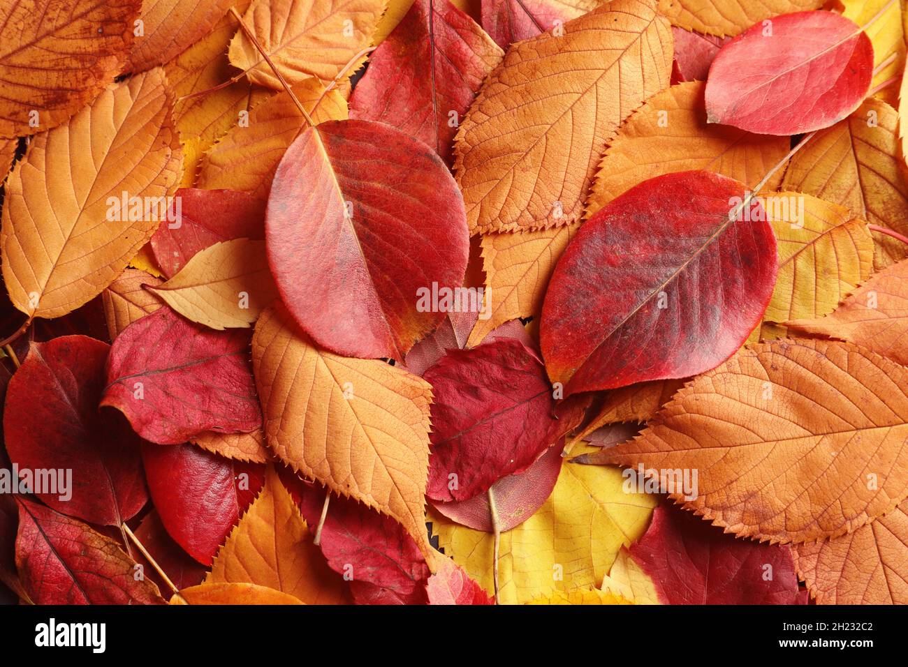 Many autumn leaves as background, top view Stock Photo - Alamy
