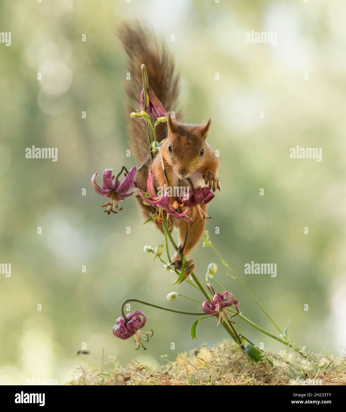 Red Squirrel climbs in lily flowers Stock Photo