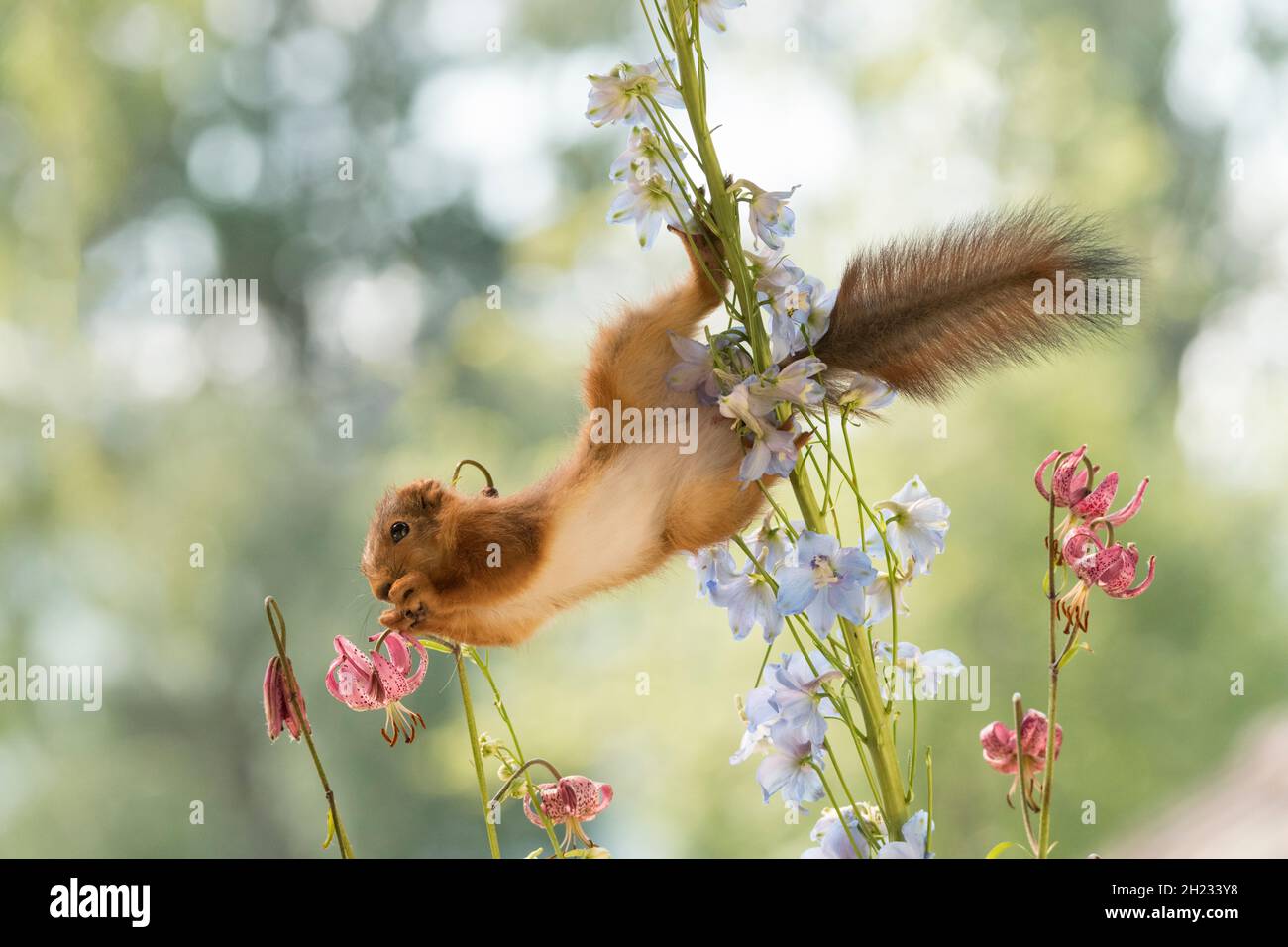 young Red Squirrel hangs in Delphinium flowers Stock Photo