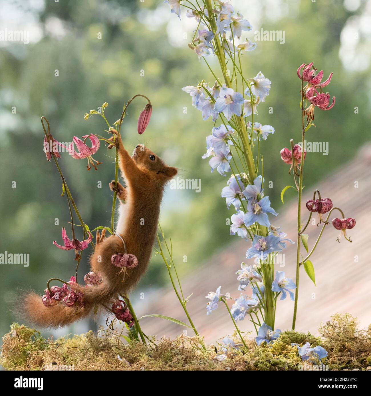 young Red Squirrel climbs in lily flowers Stock Photo