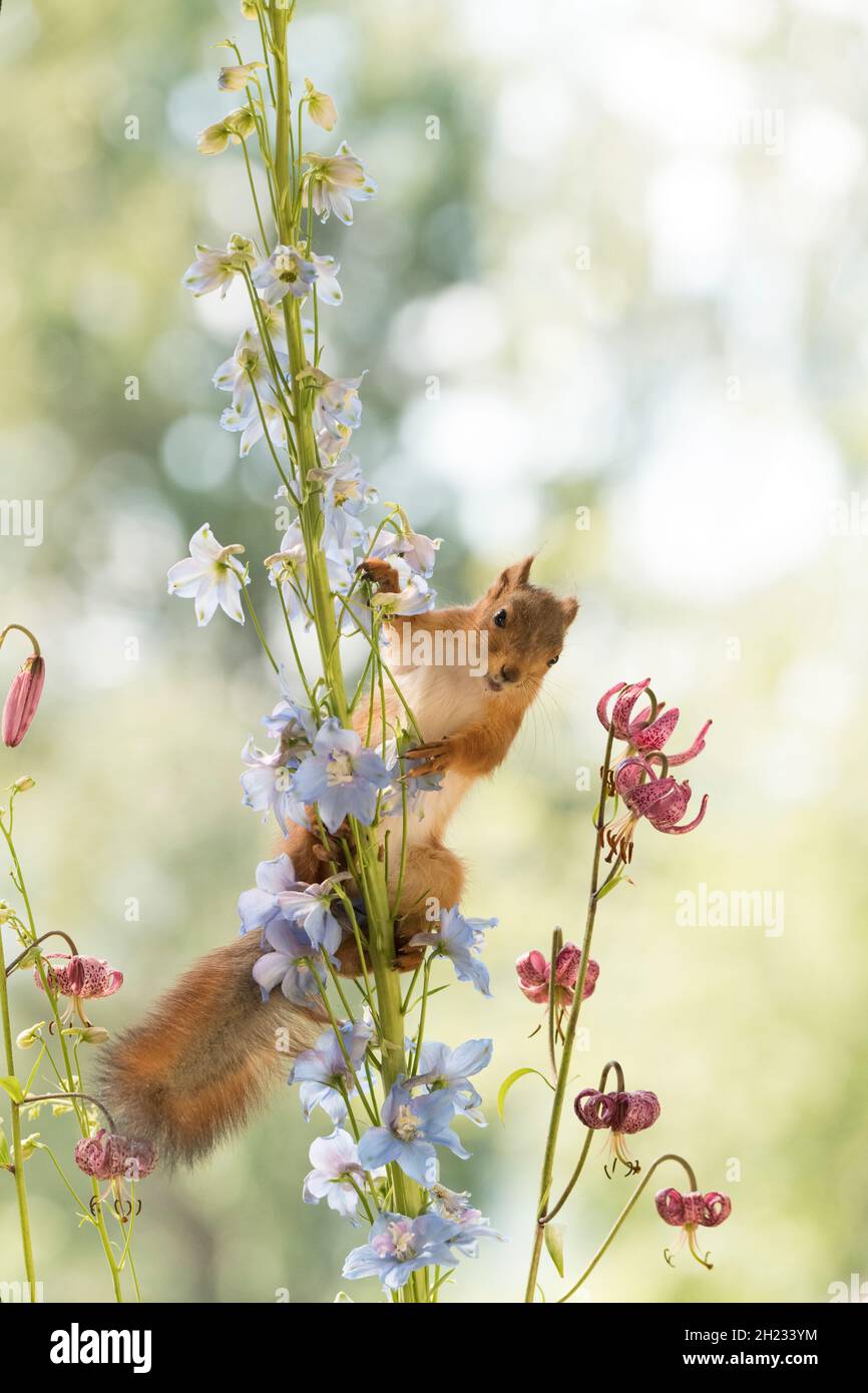 young Red Squirrel climbs in Delphinium flowers Stock Photo