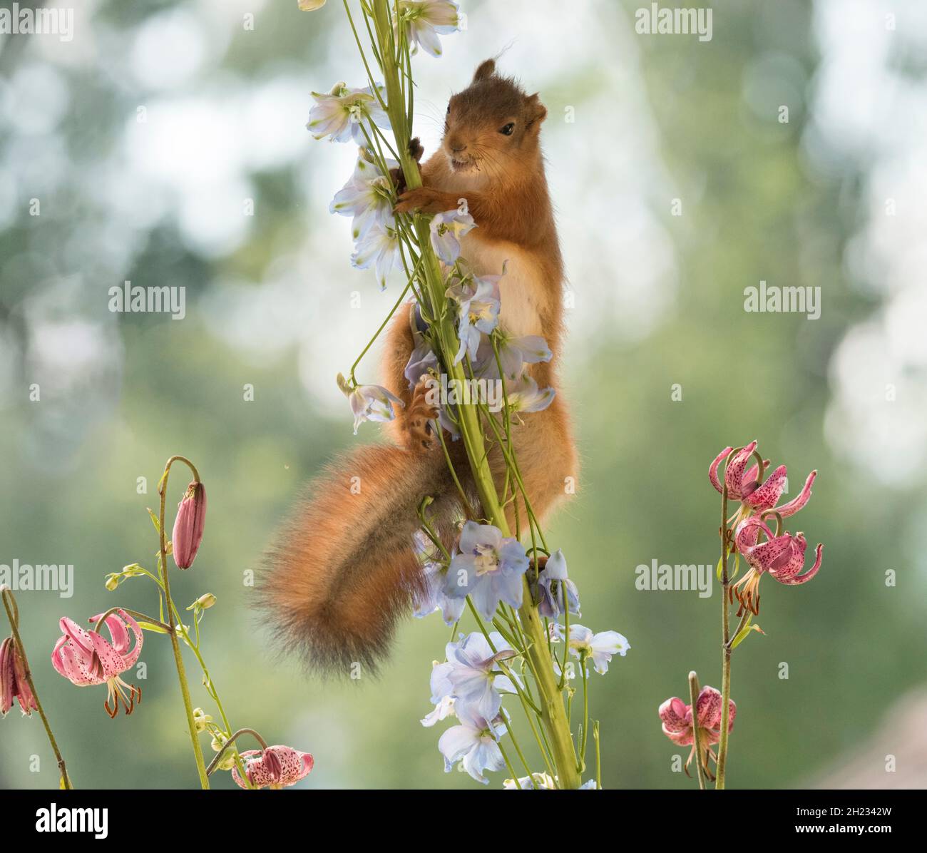young Red Squirrel climbs in Delphinium flowers Stock Photo