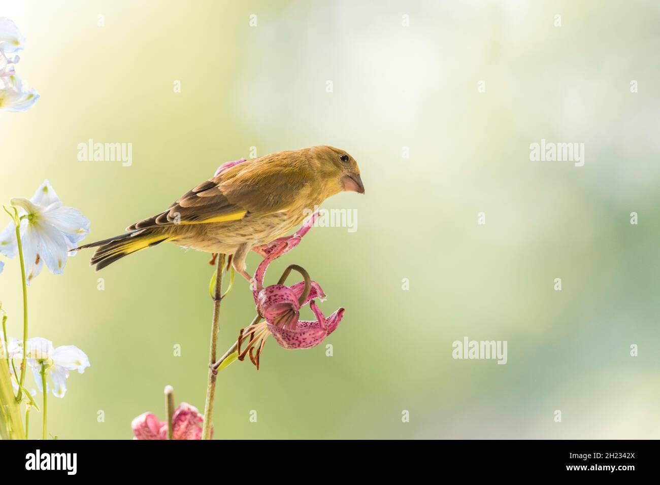 greenfinch standing on a lily Stock Photo