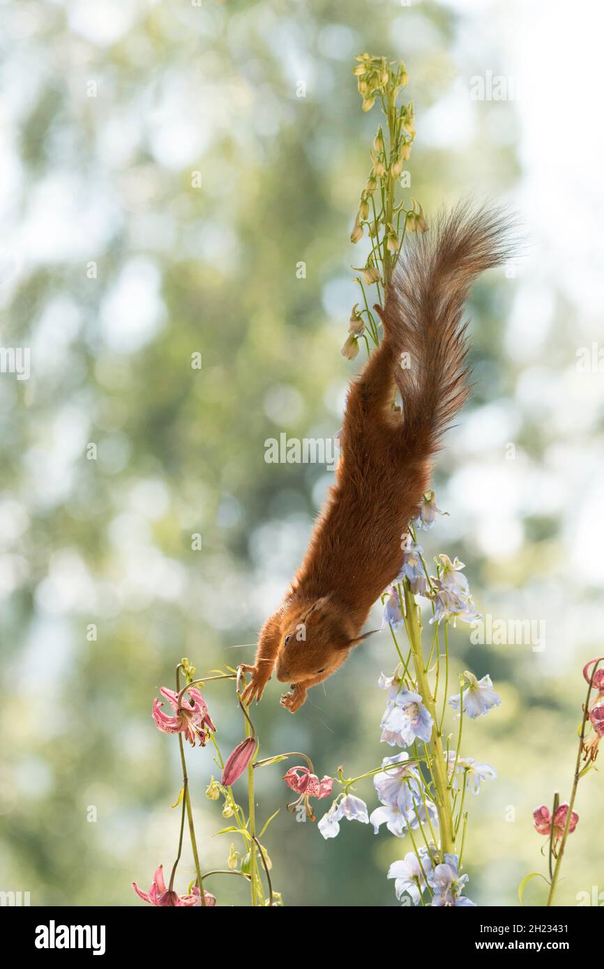 Red Squirrel hangs upside down in Delphinium flowers Stock Photo