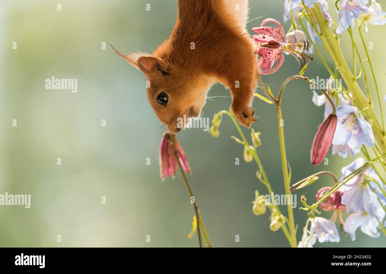 Red Squirrel hangs upside with lily and Delphinium flowers Stock Photo