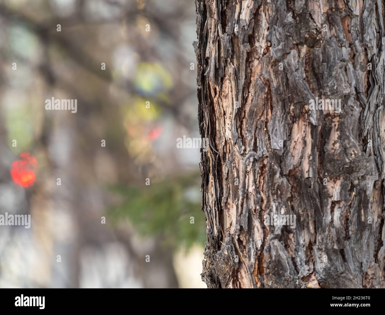 Old wood bark texture or background. Red pine tree Stock Photo - Alamy