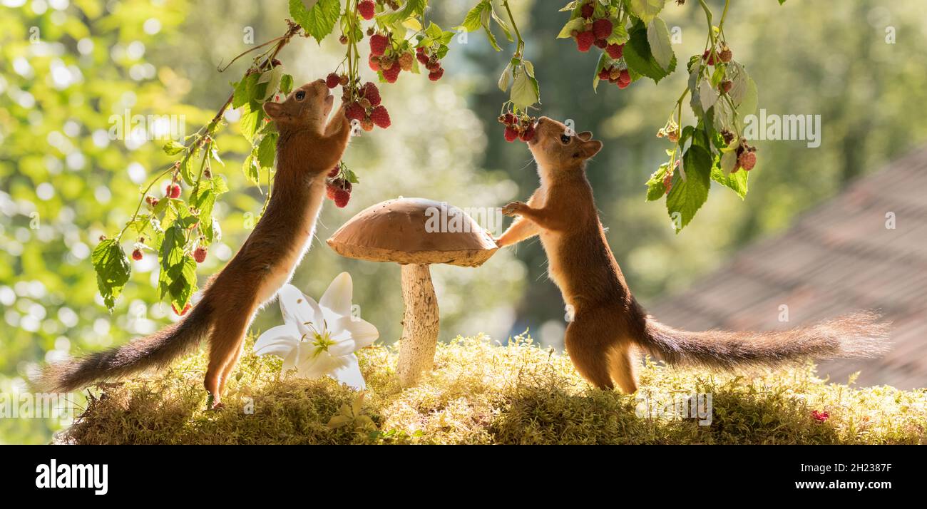 Red Squirrels eating raspberries Stock Photo Alamy