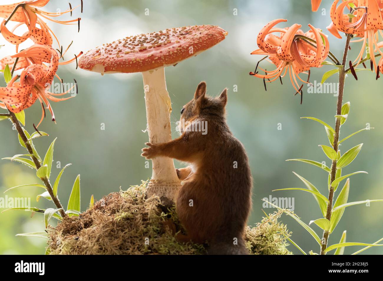 Red Squirrel with tiger lilies and toadstool Stock Photo Alamy