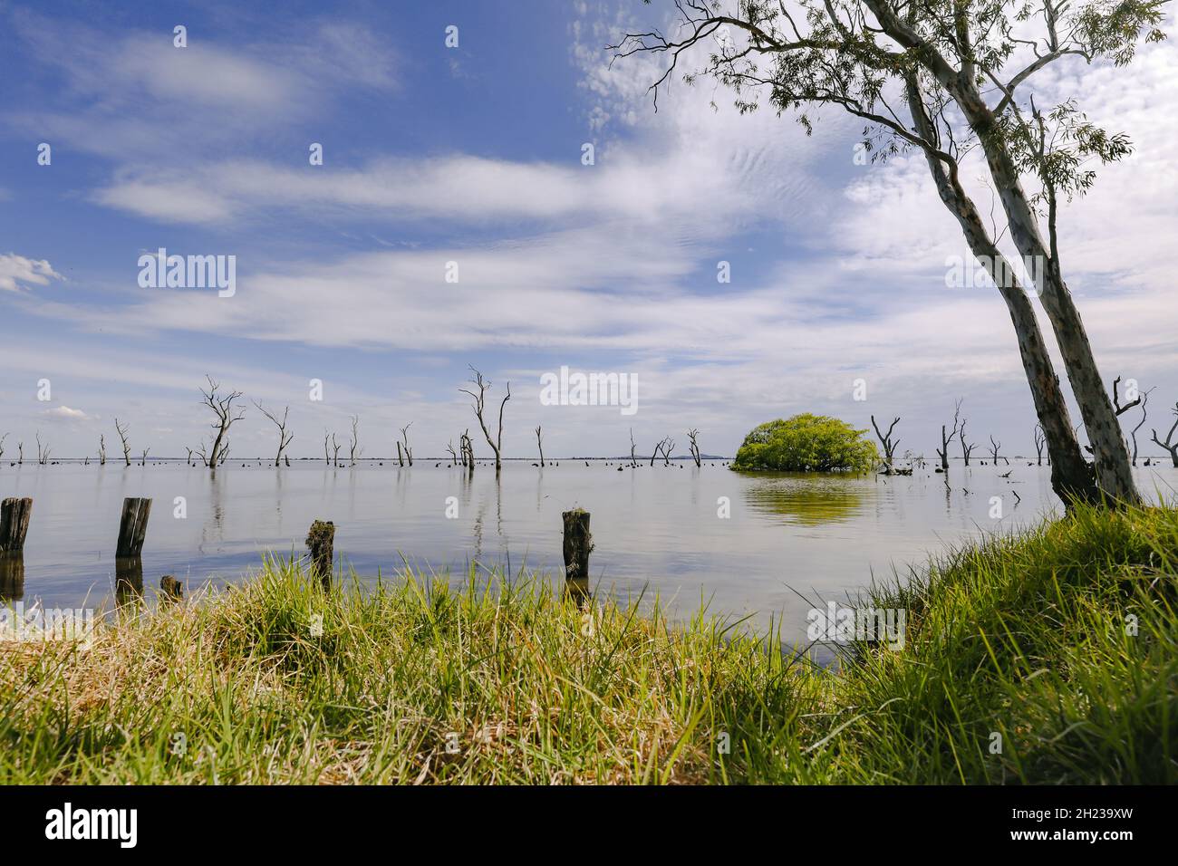 Kow Swamp, Victoria Australia. Water scene with dead trees on cloudy day, landscape image Stock Photo