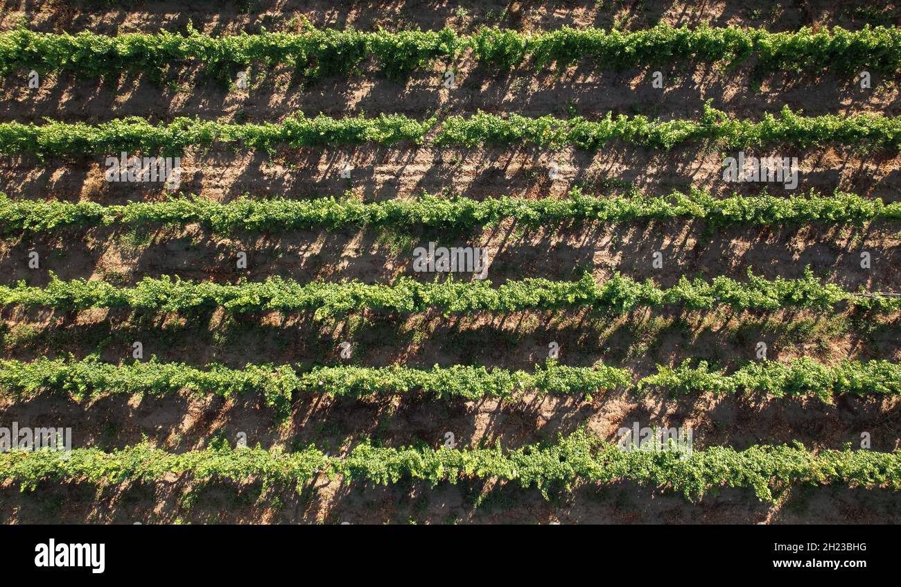 Rows of grape bushes on the plantation of a winery. Stock Photo