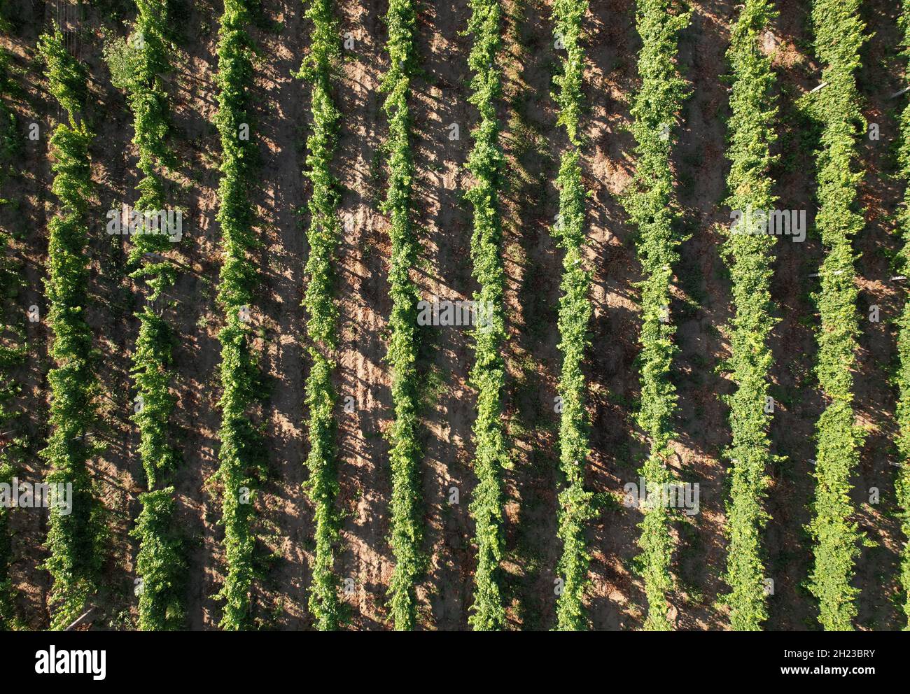 Rows of grape bushes on the plantation of a winery. Stock Photo