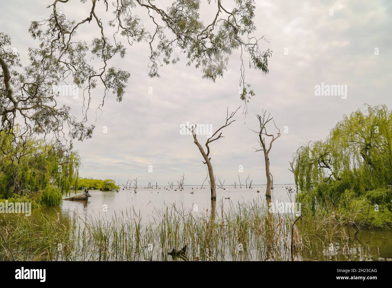 Tranquil natural setting at Kow Swamp in Central Victoria, Australia Stock Photo