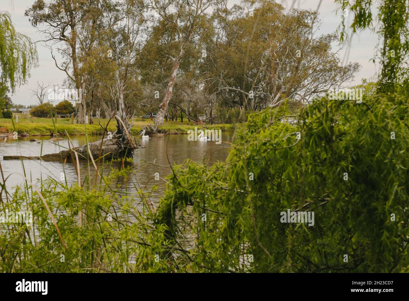 Tranquil natural setting with pelicans swimming at Kow Swamp in Central Victoria, Australia Stock Photo