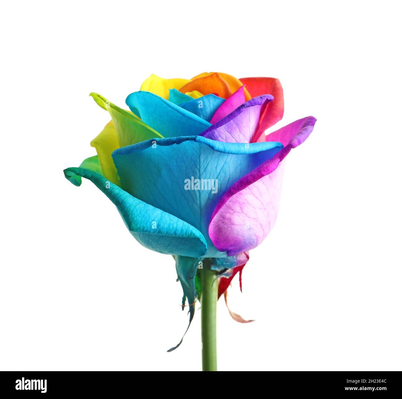 Amazing rainbow rose flower on white background Stock Photo Alamy