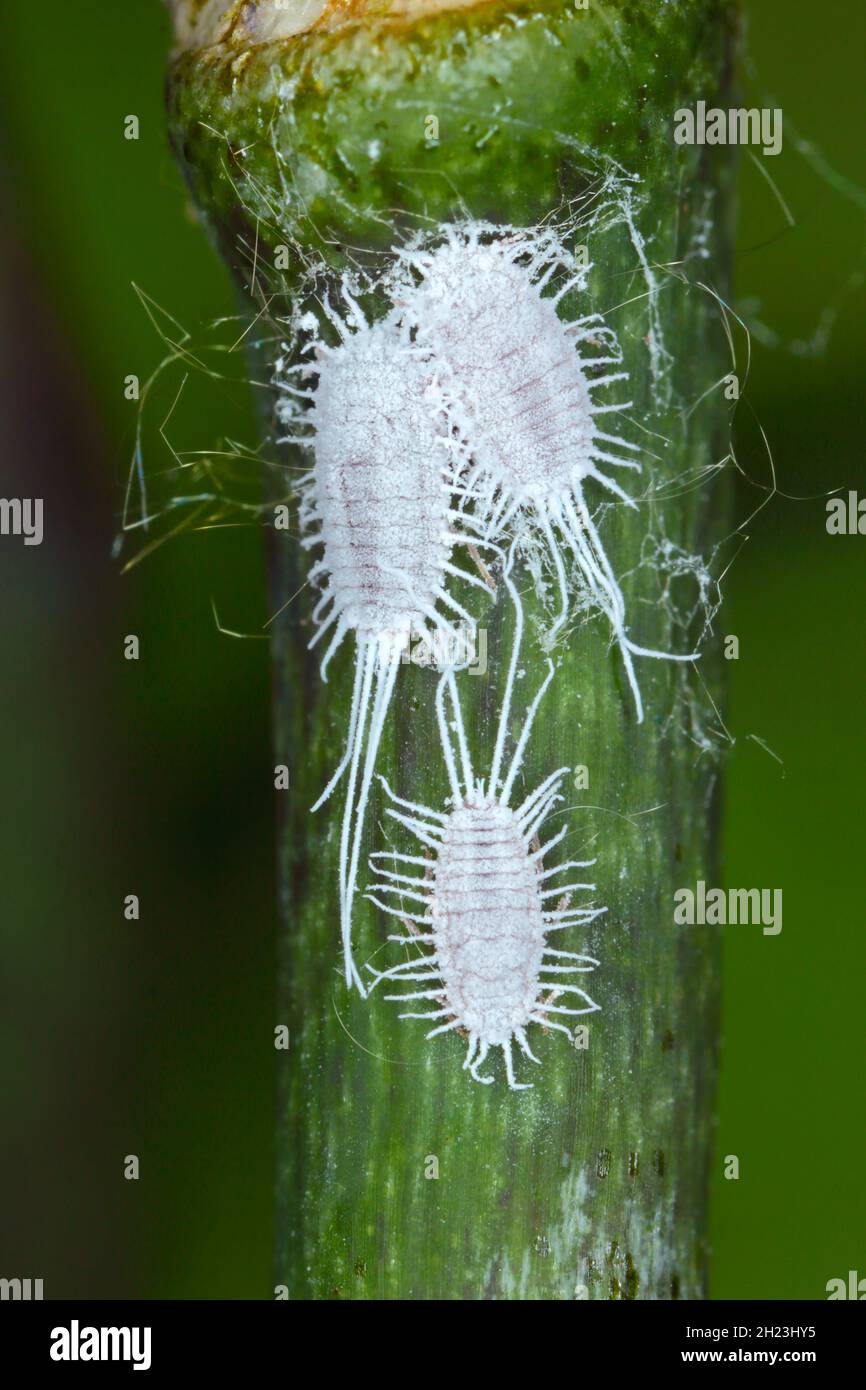 Closeup of a  long-tailed mealybug - Pseudococcus longispinus (Pseudococcidae) on an orchid leaf, mealybugs are pests that feed plant juices. Stock Photo