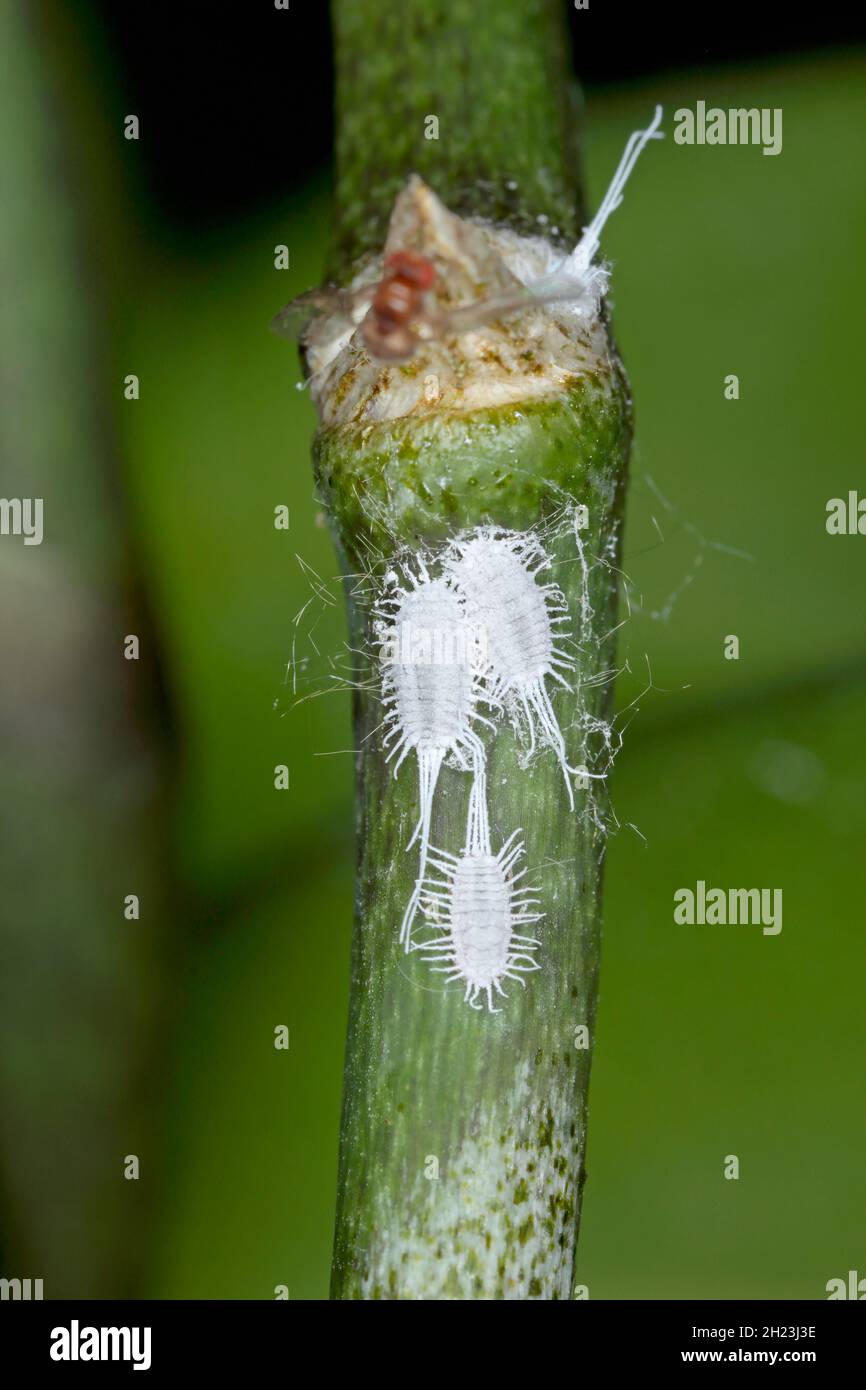 Closeup of a  long-tailed mealybug - Pseudococcus longispinus (Pseudococcidae) on an orchid leaf, mealybugs are pests that feed plant juices. Stock Photo