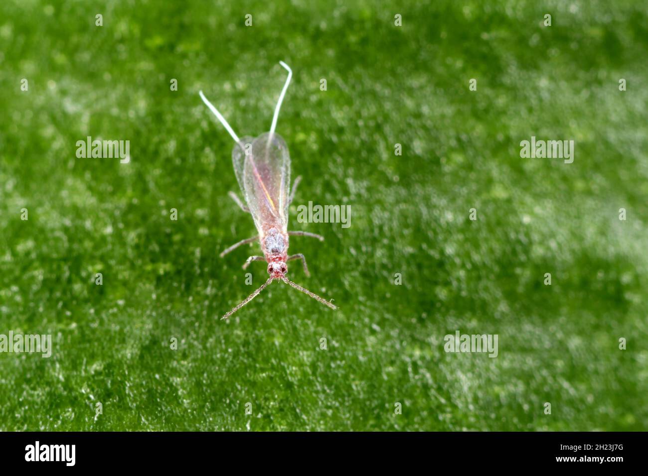 Closeup of a  long-tailed mealybug - Pseudococcus longispinus (Pseudococcidae). Male on an orchid leaf, mealybugs are pests that feed plant juices. Stock Photo
