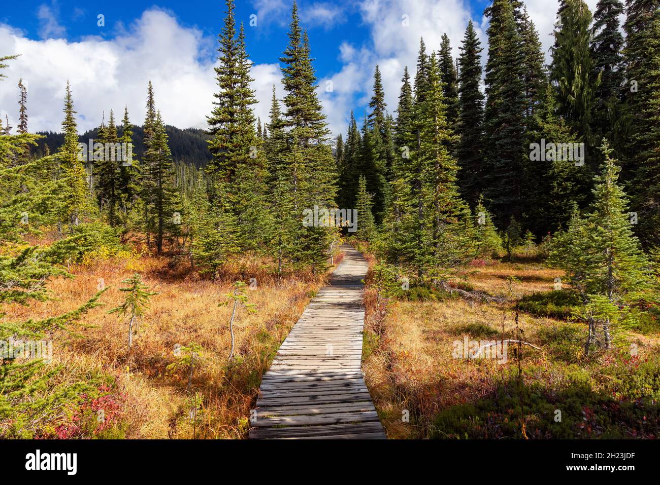 Hiking trail outdoors in Canadian nature. Sunny Fall Season Stock Photo ...