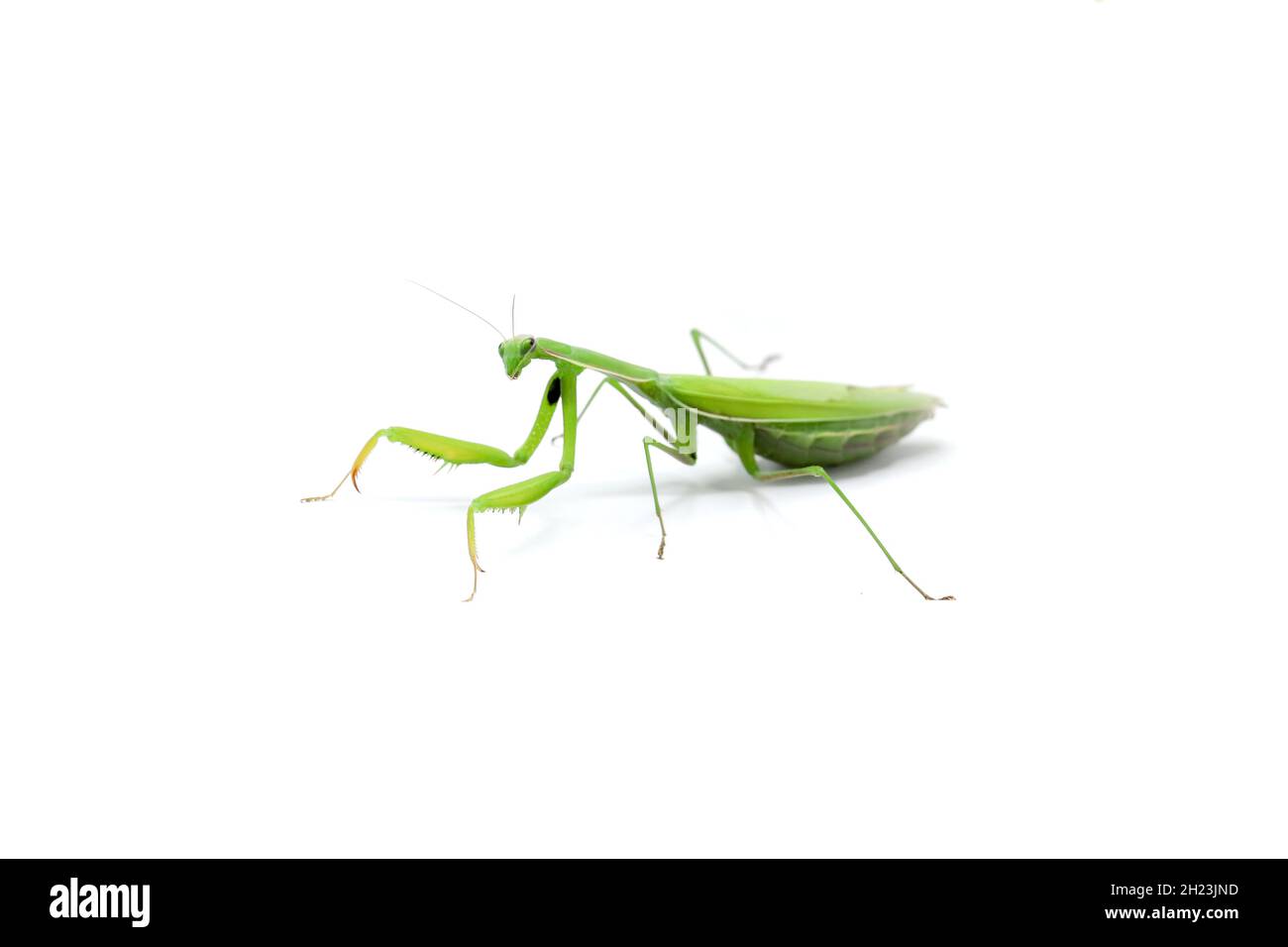 green female praying mantis eating a cricket. insect on a white background. close-up Stock Photo