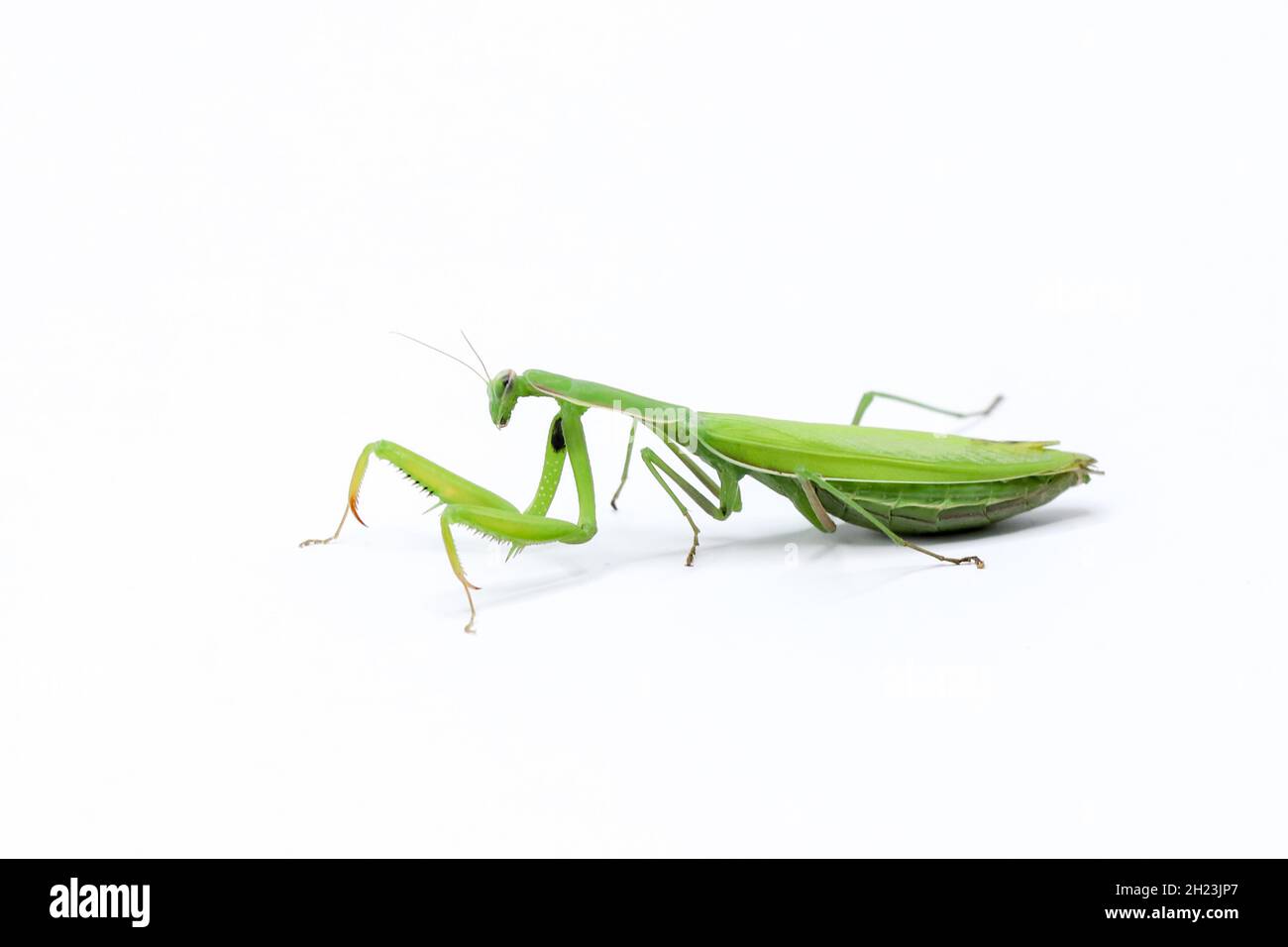 green female praying mantis eating a cricket. insect on a white background. close-up Stock Photo